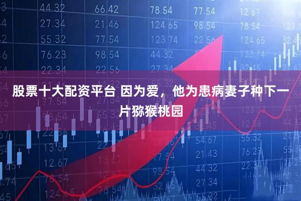 股票十大配资平台 因为爱，他为患病妻子种下一片猕猴桃园