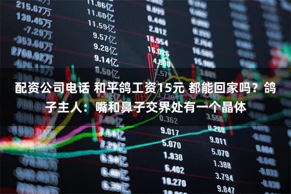 配资公司电话 和平鸽工资15元 都能回家吗？鸽子主人：嘴和鼻子交界处有一个晶体